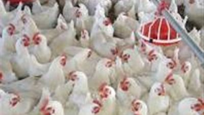 استقرار أسعار الدواجن اليوم.. والساسو بـ 20.50 جنيه