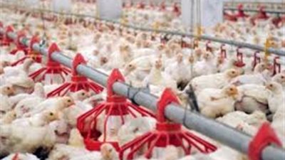 «الزراعة»: بدء تلقي طلبات تراخيص مشروعات الإنتاج الحيواني