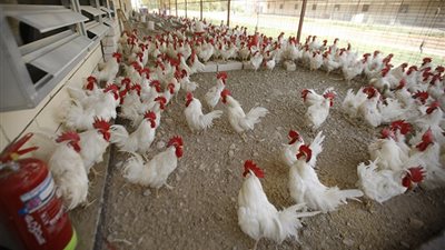ارتفاع أسعار الدواجن اليوم.. والرومي بـ 35 جنيها 