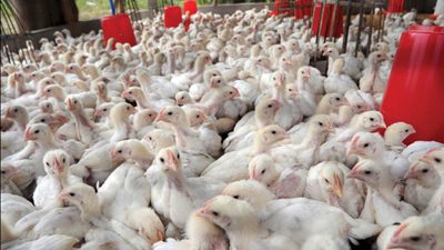 ارتفاع أسعار الدواجن اليوم الثلاثاء.. و«البيضاء» بـ 27 جنيها 