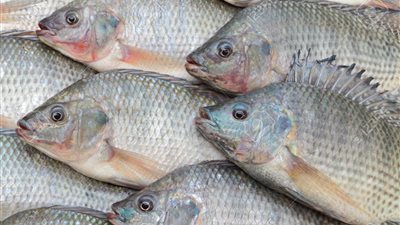 ارتفاع أسعار الأسماك اليوم.. والبوري «بيلعب» في الـ 30