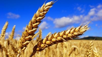 «التموين»: احتياطى االقمح يكفى 5 أشهر 