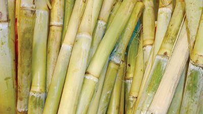 خاص.. 620 جنيهًا سعر توريد محصول القصب للتموين