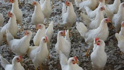 أسعار الدواجن تواصل ارتفاعها.. والبط المولارد بـ 14 جنيهًا