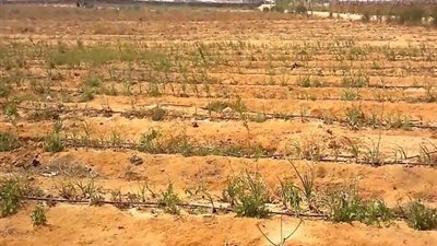 «طيبة الجديدة»: استرداد 35 فدانًا من 