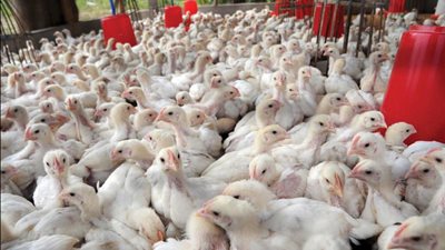 4 جنيهات ارتفاعا في أسعار الدواجن خلال أسبوع