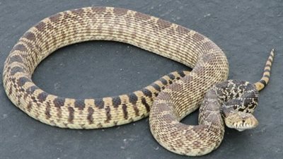 تأخر إقلاع طائرة إماراتية من مسقط بسبب ثعبان