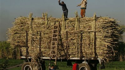 «التموين»: صرف مليار جنيه مستحقات مزارعى قصب السكر 