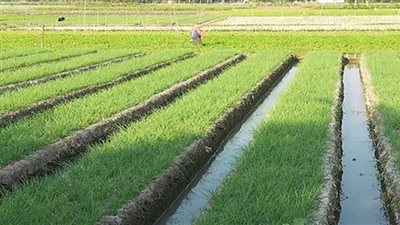 «كوم أمبو» عن مزادها لبيع قطع أرض: «لم يحضر أحد»