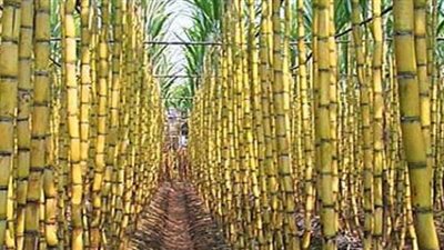 «التموين»: استلمنا 360 ألف طن قصب بسعر 620 جنيها 