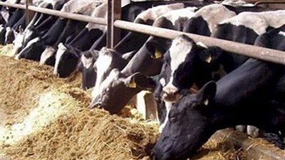 الزراعة: تكثيف حملات تحصين الماشية ضد الأمراض الوبائية 