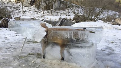 بالصور.. ثعلب يتجمد بسبب سوء الأحوال الجوية بألمانيا