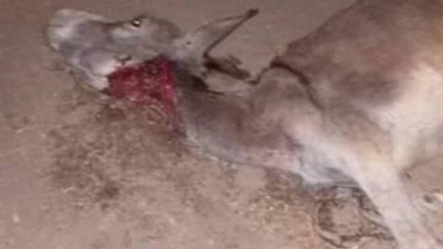 ضبط عصابة و50 حمارا في كفر الشيخ