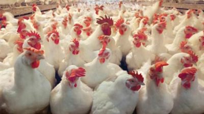 استقرار أسعار الدواجن اليوم.. و«البيضاء» بـ 25 جنيهًا