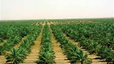 عمومية «الدولية للأسمدة» تعتمد عقود معاوضة مع 7 شركات 