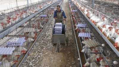 الغرفة التجارية: إعادة هيكلة بورصة الدواجن تحافظ على «الأعلاف»