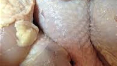 «طاحون»: قريباً.. طرح «أوراك دواجن» بـ 15 جنيهًا للكيلو