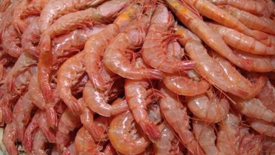 أسعار الأسماك اليوم الجمعة.. و