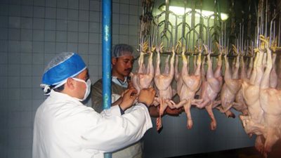 أسعار الدواجن اليوم الجمعة.. و«البيضاء» تسجل 26 جنيهًا