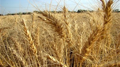 «التخطيط»: نستهدف مشاركة القطاعات الإنتاجية في الاقتصاد القومي بحلول عام 2020 