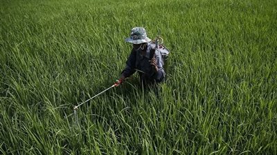 «نجوى إبراهيم» خلفا لـ «قنديل» بمجلس إدارة«كفر الزيات للمبيدات»
