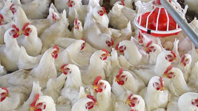 ارتفاع أسعار الدواجن اليوم الاثنين.. و«البيضاء» بـ 30 جنيهًا