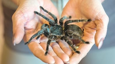 حديقة حيوان أسترالية تطلب اصطياد العناكب القاتلة والتبرع بها