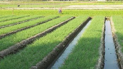 «الهواري»: القطاع الزراعي أنسب القطاعات للاستثمار في الوقت الحالي