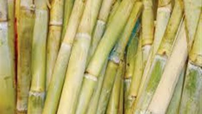 «الصناعات التكاملية» تعلن توريد 1.2 مليون طن قصب سكر للمصانع خلال شهر 