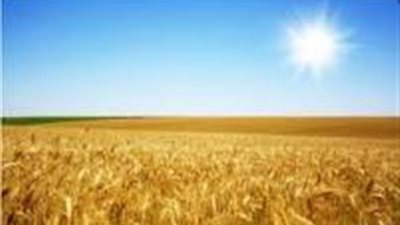 «السلع التموينية»: مناقصة لاستيراد 410 آلاف طن قمح روسي.. مارس المقبل