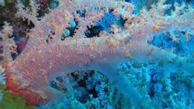 ضبط مركب مخالف يحمل شعب مرجانية نادرة بالبحر الأحمر