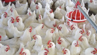 ارتفاع أسعار الدواجن اليوم.. والبيضاء بـ31 جنيهًا