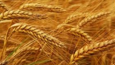  3 أسباب وراء تحول «مطاحن جنوب القاهرة» للربحية خلال الربع الأخير من 2016