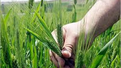 «المصدرين المصريين» تستهدف إنشاء مزارع نموذجية فى «أوغندا»