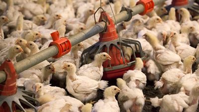 3 ملايين سهم إجمالي أوامر بيع «المصرية للدواجن» بالبورصة