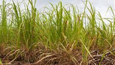 «السكر التكاملية»: تسلمنا مليونا و560 طن قصب من المزارعين