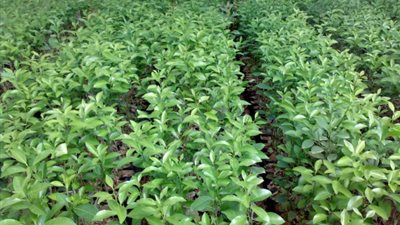 «رمسيس الزراعية»: ندير 570 فداناً بمزرعة «جنوب التحرير»