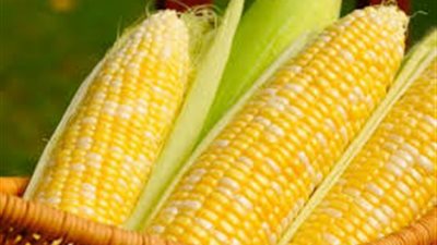 172 مليون جنيه صافي خسائر«الوطنية للذرة» خلال عام