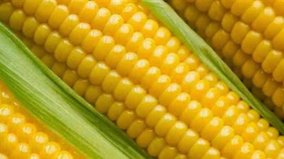 ختام الحملة القومية للذرة الشامية.. وتكريم المزارعين 