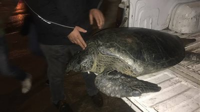 حملة لمواجهة «بيع السلاحف» بالإسكندرية