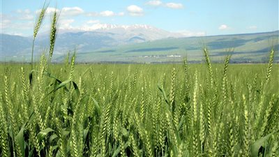 «مطاحن شرق الدلتا» تناقش إضافة نشاط الاستثمار العقاري.. 28 فبراير