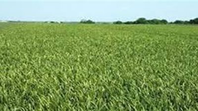  4.8 مليون فدان المساحات المزروعة بالمحاصيل الشتوية 