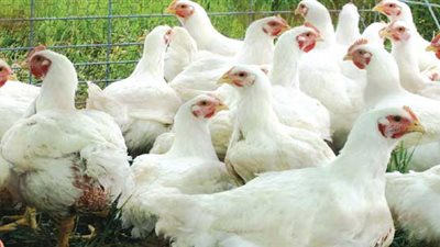 ارتفاع أسعار الدواجن اليوم الخميس.. والساسو بـ 39 جنيهًا