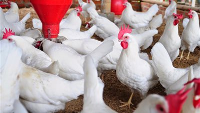 أسعار الدواجن اليوم الأربعاء.. وكرتونة البيض البلدي بـ 40 جنيهًا