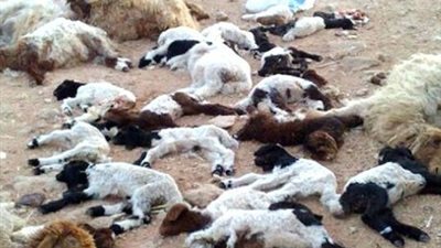 «الزراعة»: تحقيق في حالات نفوق جماعي للماشية