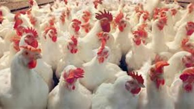 غدًا.. عمومية «القاهرة للدواجن» تنظر توزيع الأرباح 