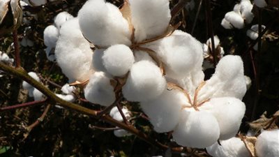 غدًا.. انطلاق مؤتمر «آفاق وتحديات القطن المصري» برعاية رئاسة الوزراء