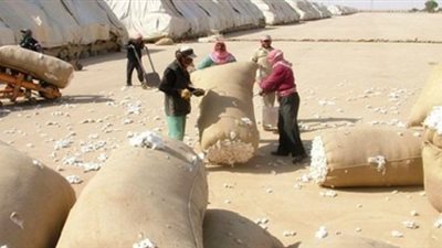 «الزراعة»: استراتيجية جديدة لإصلاح منظومة إنتاج وتسويق القطن المصرى