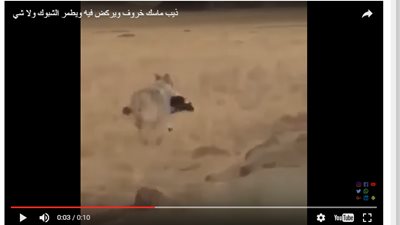 فيديو.. ذئب مفترس يخطف «خروف» ويهرب من 