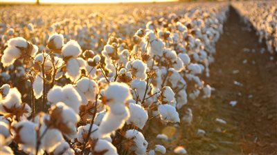 «مصدري الأقطان» تطالب بقرار «سيادي» لحل مشاكل القطاع